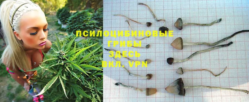 Псилоцибиновые грибы Psilocybe  купить   Новоржев 